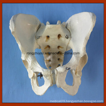 Adult Female Pelvis Model Teaching Anatomical Model